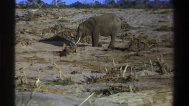 1969: a lonesome elephant in the wild. SOUTH AFRICA