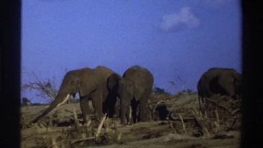 1969: three gray elephants graze among the dead brush of an arid landscape SOUTH