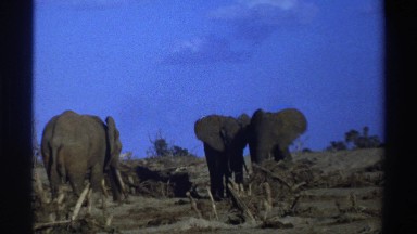1969: one gray elephant crosses in front of a second elephant to approach a