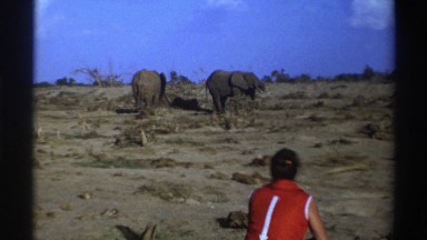 1969: Person Watching Elephants in an Arid Environment South Africa
