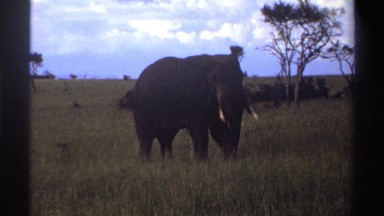 1969: Black Male Elephant with Long Tusks Standing Alone in Grass Field