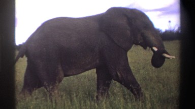 1969: Elephant Walking Through Wild Field Nigeria