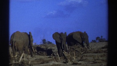 1969: Group of Elephants Standing Still on Arid Landscape with Blue Sky