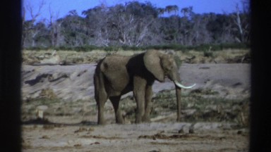 1969: Elephant Turning to Its Right Side and Looking Directly Into the Viewer in