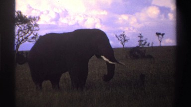 1969: lone elephant in the late afternoon. NIGERIA