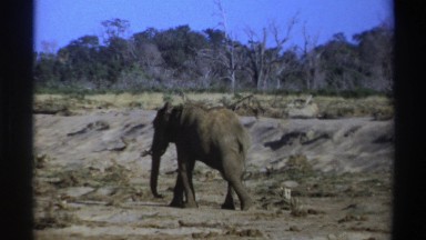 1969: Elephant in Natural Habitat South Africa