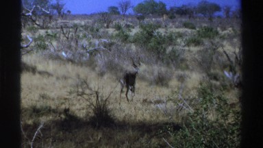 1969: Two Animals Stalking Through Tall Grass in South Africa