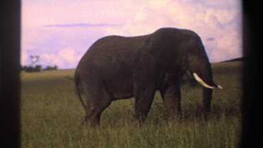 1969: Elephant Walking Through Grass on Savanna Nigeria