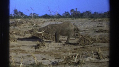 1969: Large Elephant Grazing in Open Savanna Space, South Africa