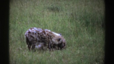1969: archival footage of hyenas paling around NIGERIA
