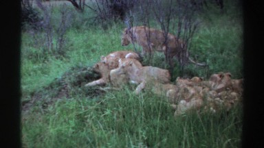 1969: A Lion Getting Comfortable in Nigeria