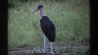 1969: Birds with Their Gang in Nigeria