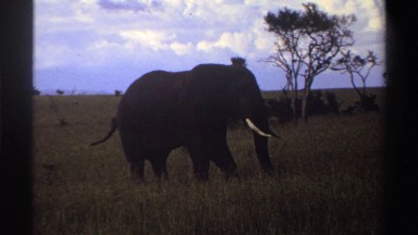 1969: the elephant grazing in the wild. NIGERIA