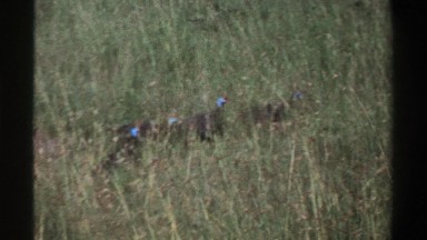 1969: wild turkeys walking through high grass NIGERIA