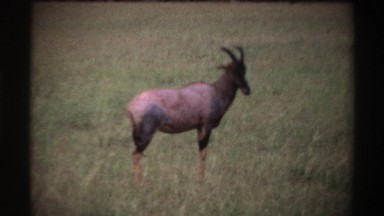 1969: a gazelle in africa twitches its ear and walks away NIGERIA