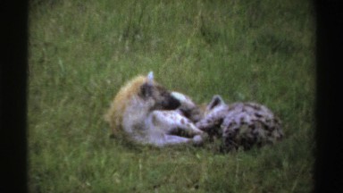 1969: black spotted gray animal with brown mane lifts head and lies down by