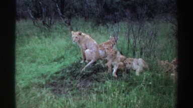 1969: lions resting in the middle of tall grass NIGERIA