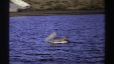 1969: pelicans on the water with shore in background NIGERIA
