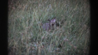 1969: hyena pup laying in the tall grass NIGERIA