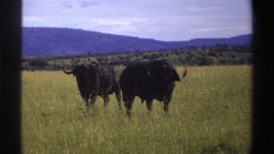 1969: buffaloes in lush green fields , enjoying in the backdrop of landscaping