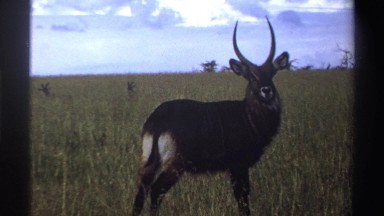 1969: herd of african ungulates on the savanna NIGERIA