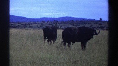 1969: two buffaloes standing in the grassland forest. NIGERIA