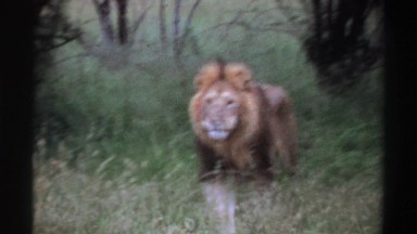 1969: large lion walking through tall grass stopping to smell the foliage.
