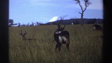 1969: herd of african ungulates on the savanna moving casually NIGERIA