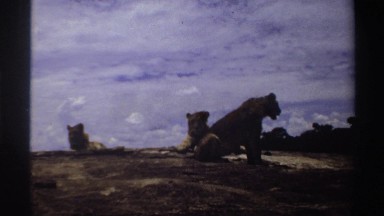 1969: the three lion sitting very relaxed in sunny atmosfear after one lion go
