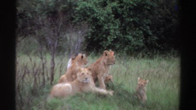 1969: a pride of female lions with their cubs are sitting together quietly on