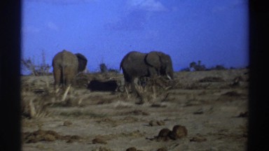 1969: Pride of Elephants Gathered Together South Africa