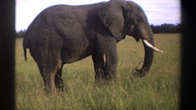 1969: elephant grazing happily in the savanna NIGERIA