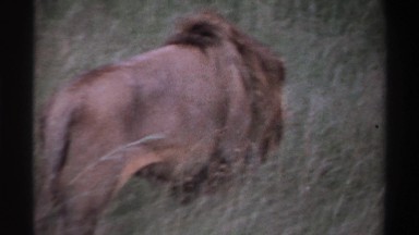 1969: Lion the King of the Wild Going to See His Family, Safe Among Grass and Trees