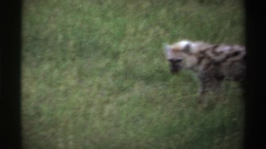 1969: two adult hyenas in grass with some food in one of their mouths NIGERIA