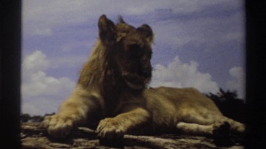 1969: a lion or lioness laying down outdoors looking around a whoever is filming