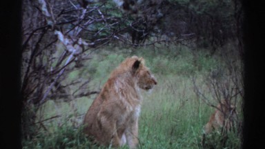 1969: a group of lions sitting in the afternoon NIGERIA