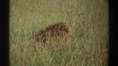 1969: a pack of lions hanging out in the tall grass NIGERIA