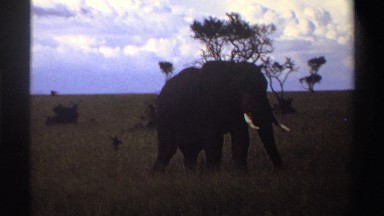 1969: elephant walking through grass on savanna NIGERIA