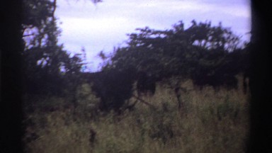1969: a grassy field with weeds and plants everywhere NIGERIA