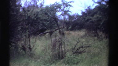 1969: lion creeps through jungle NIGERIA