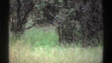 1969: shakey camera work of some brush and grass NIGERIA