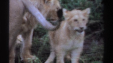 1969: a lioness smells a male lion while four cubs watch from the grass NIGERIA