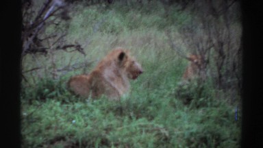 1969: a pack of lions sitting around on the edge of a forest NIGERIA