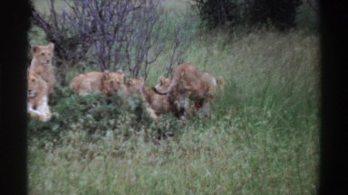 1969: lioness roaming free NIGERIA
