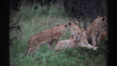 1969: pack of lions looks at videographer NIGERIA