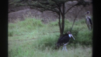 1969: four birds lost in the woods searching for food to eat. NIGERIA