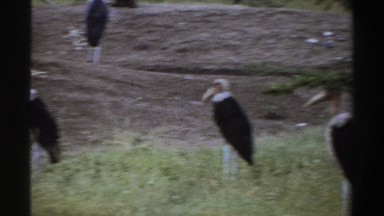 1969: Group of Wild Animals in a Park While a Hyena Passes by Behind Them