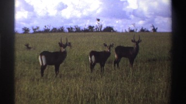 1969: a group of deer in a grassy field with the sky and trees in the