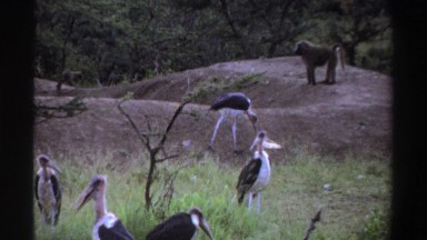 1969: nature animals,birds enjoying in forest,playing with others. NIGERIA