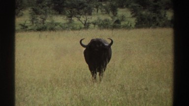 1969: a large horned animal looking at a camera, standing in a grassy area